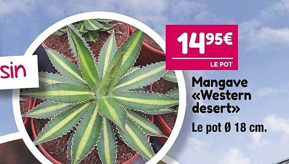 mangave "western desert"