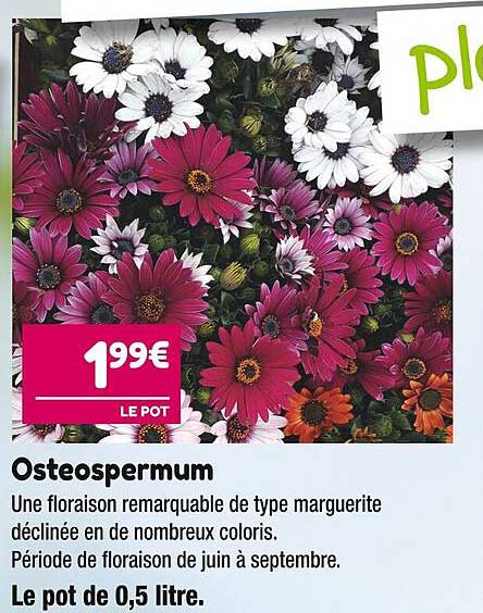 Osteospermum