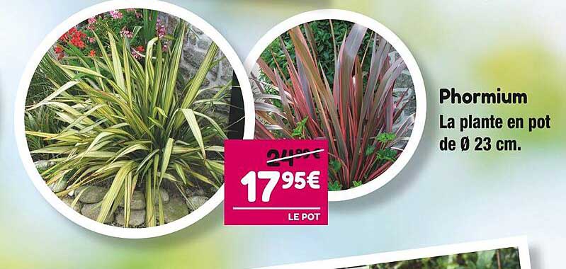 phormium