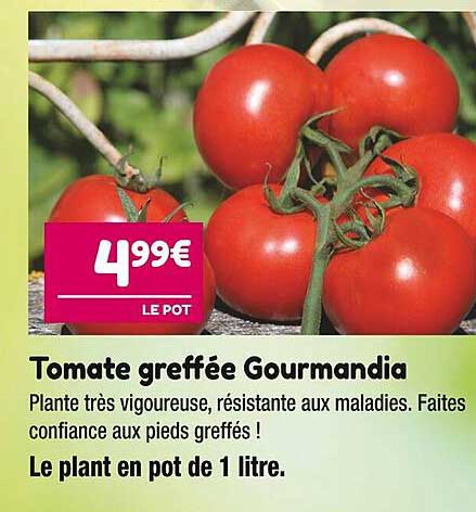 tomate greffée gourmandia