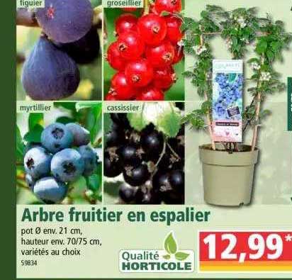 arbre fruitier en espalier