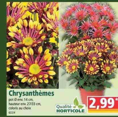 Chrysanthemes