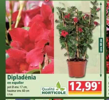 dipladenia en espalier