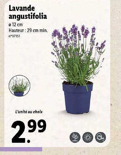 lavande angustifolia