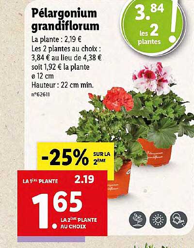 Pelargonium Grandiflorum