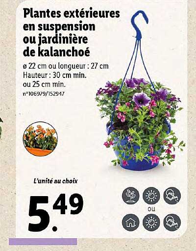 plantes exterieures en suspension ou jardiniere de kalanchoe