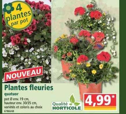 plantes fleuries quatour