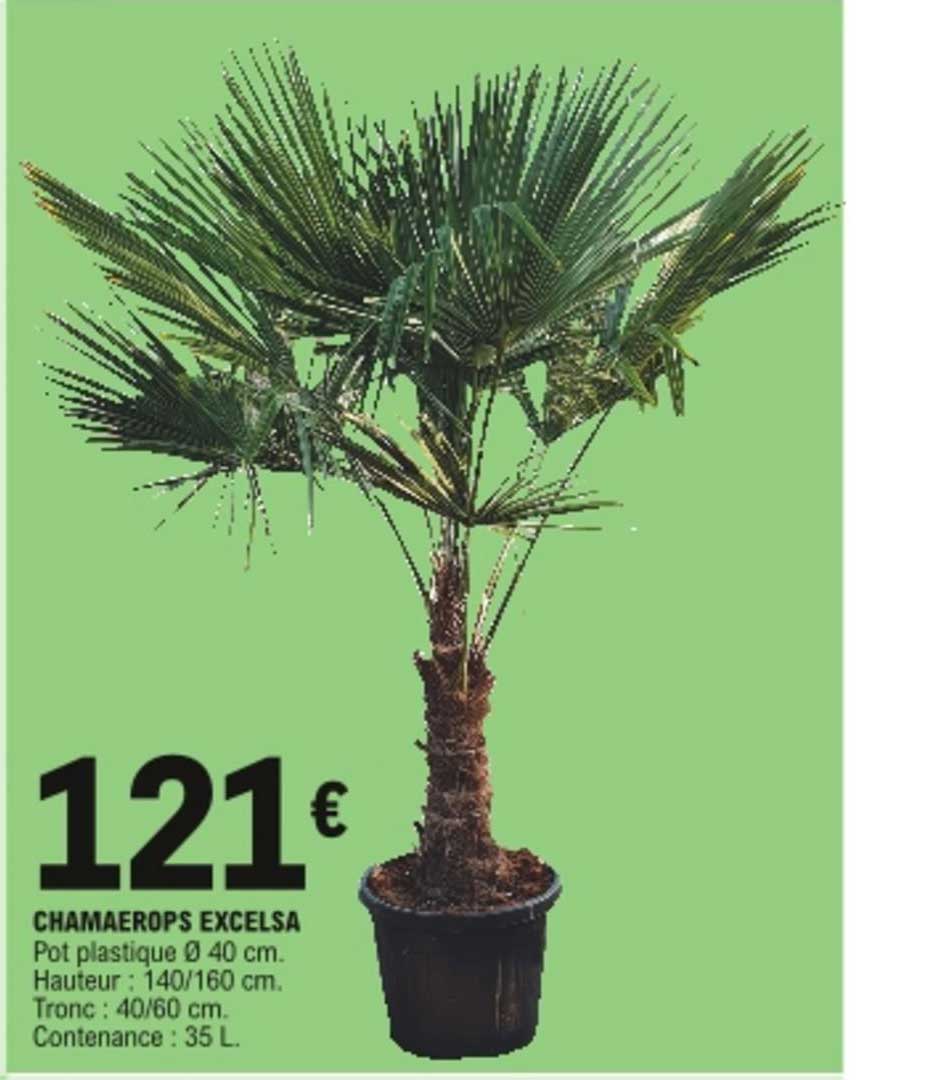 chamaerops excelsa