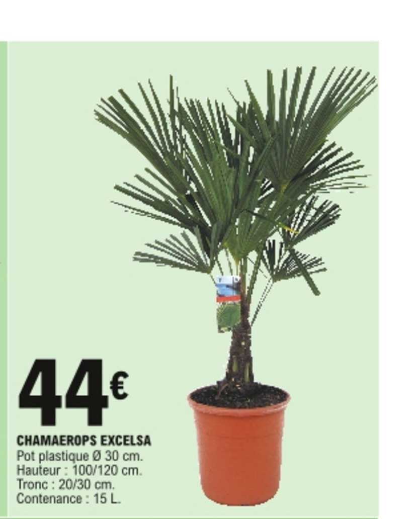 chamaerops excelsa