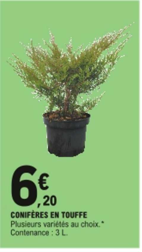 conifères en touffe