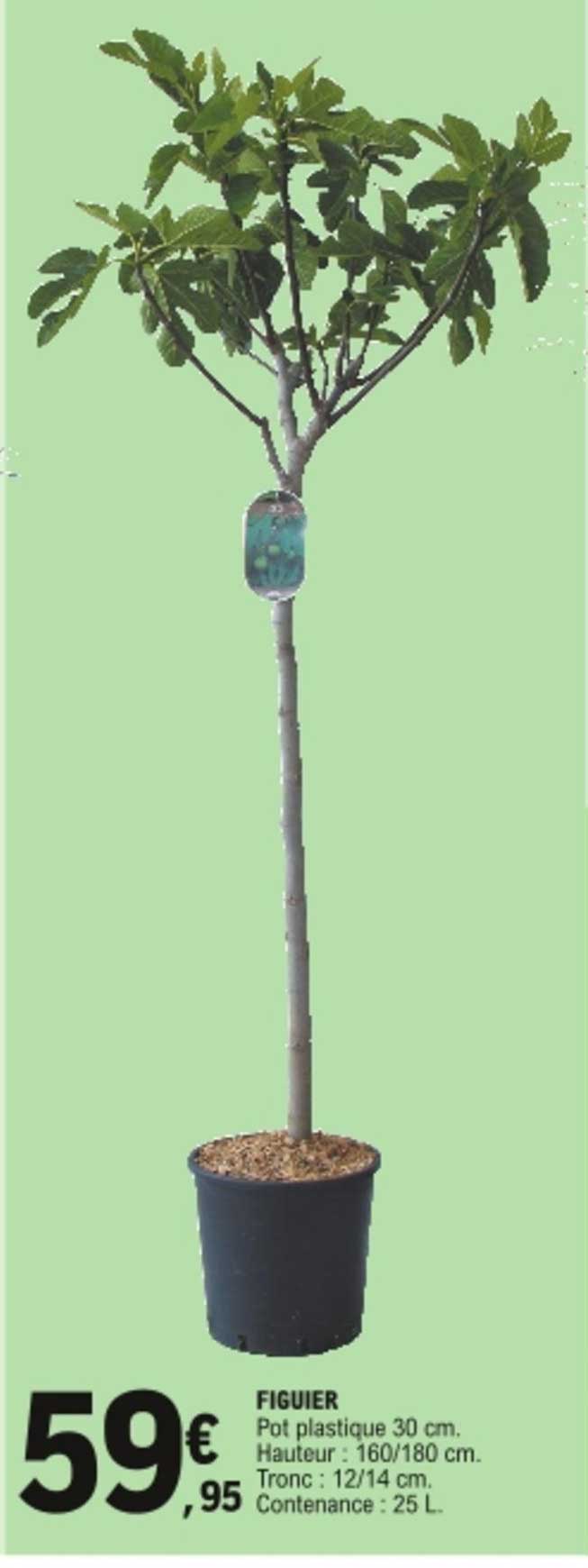 figuier