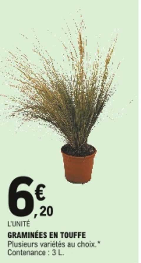 graminées en touffe