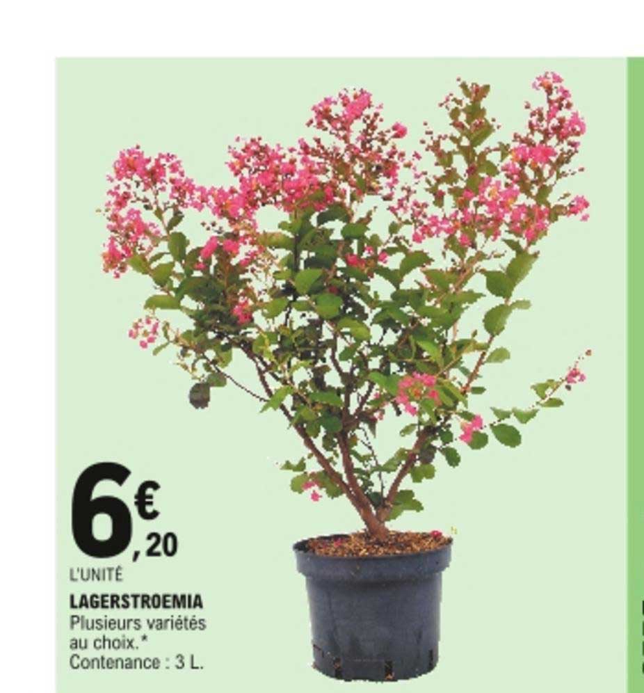 lagerstroemia