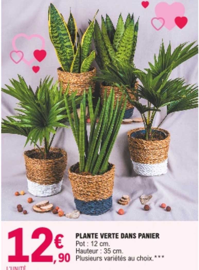 plante verte dans panier