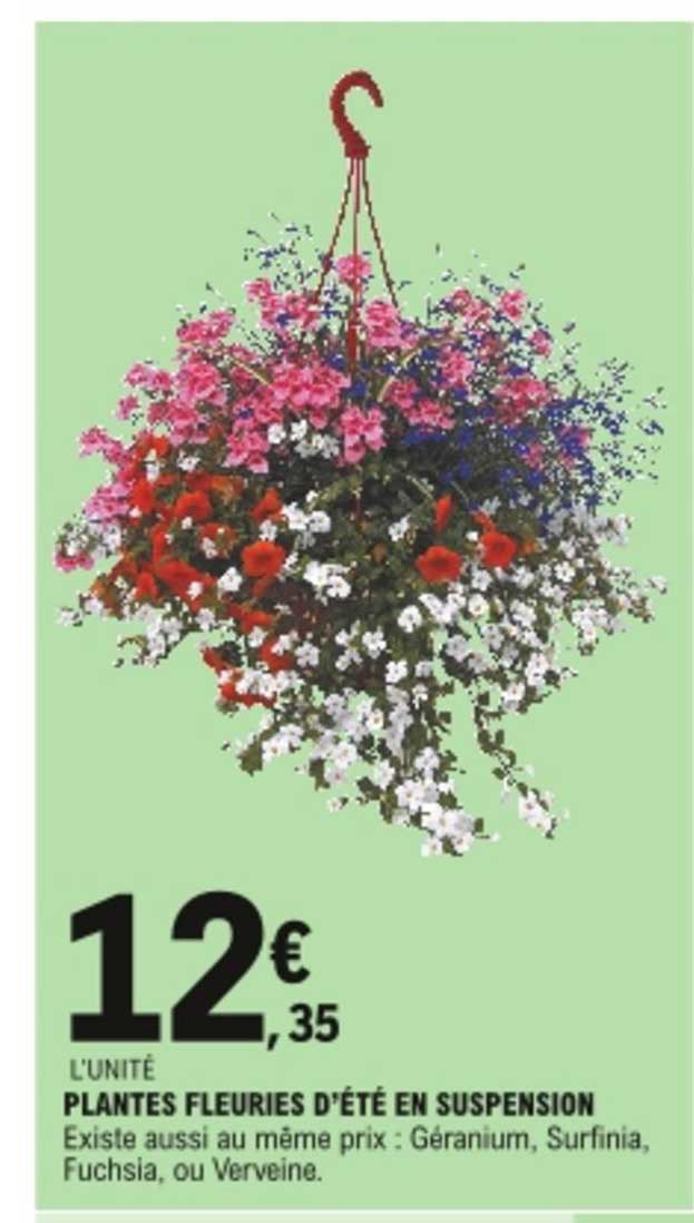 plantes fleuries d'été en suspension