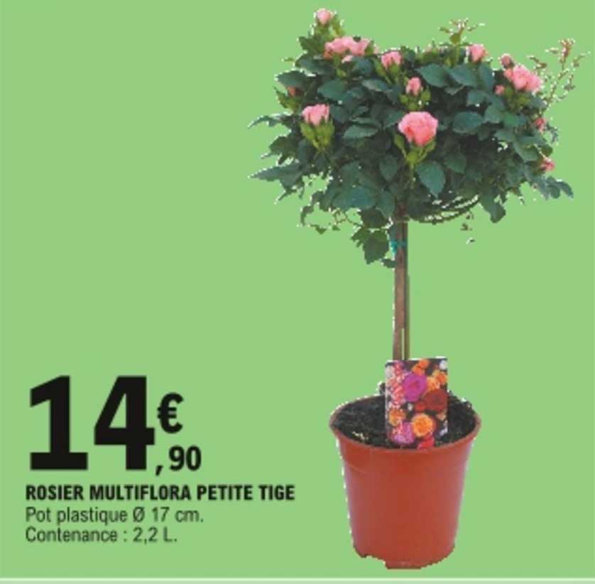 rosier multiflora petite tige