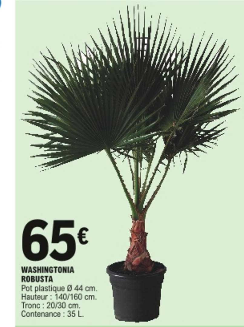 washingtonia robusta