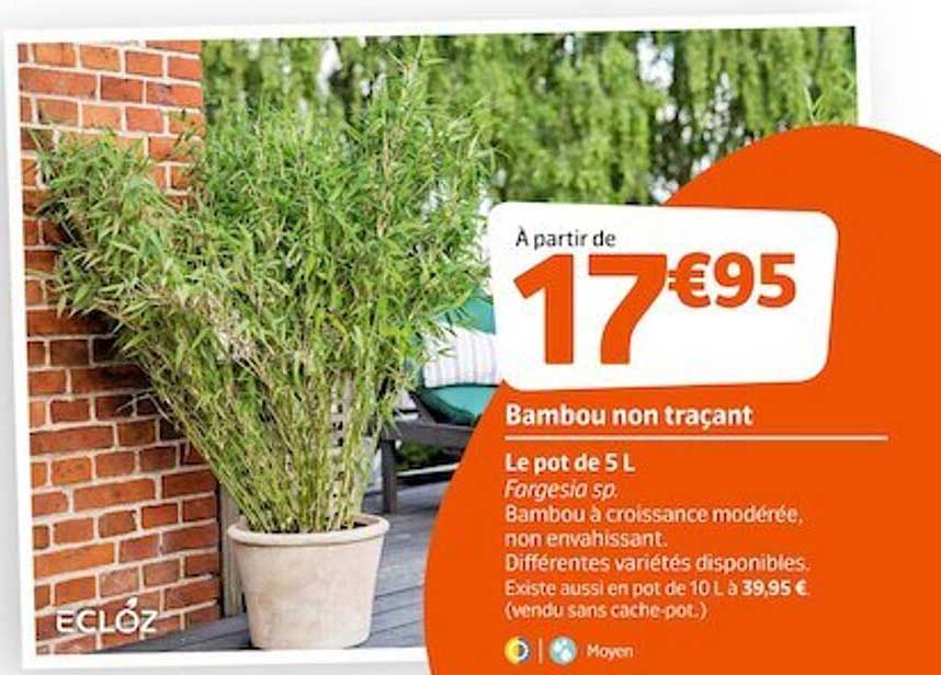 bambou non trançant