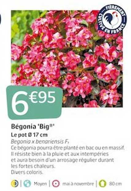 bégonia 'big