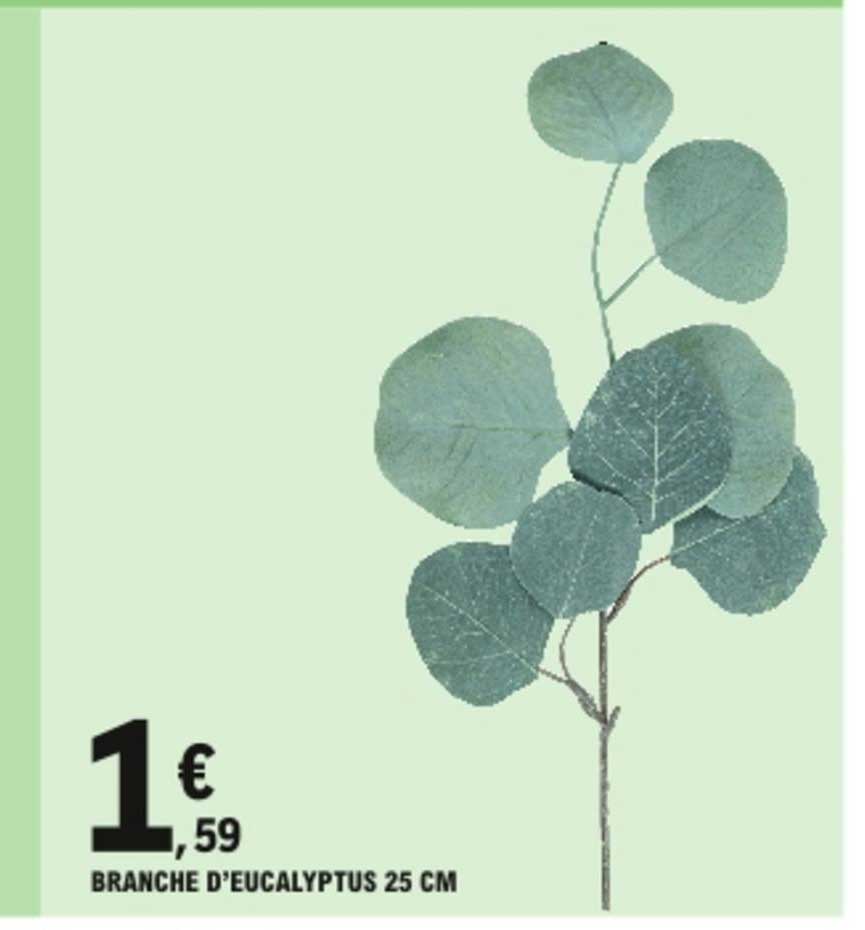 Branche D'eucalyptus 25 Cm