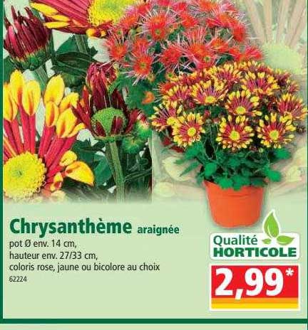 Chrysanthème Araignée