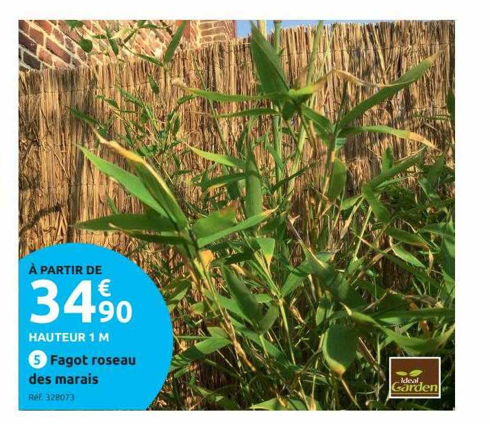 fagot roseau des marais