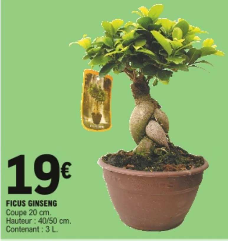 Ficus Ginseng