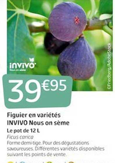 figuier en variétés invivo nous on sème