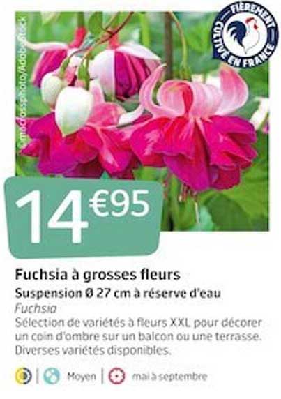 fuchsia à grosses fleurs