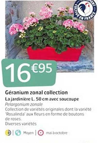 géranium zonal collection
