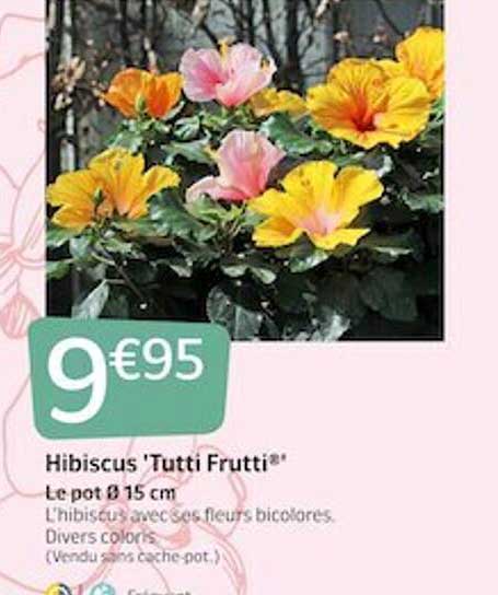 hibuscus 'tuti frutti