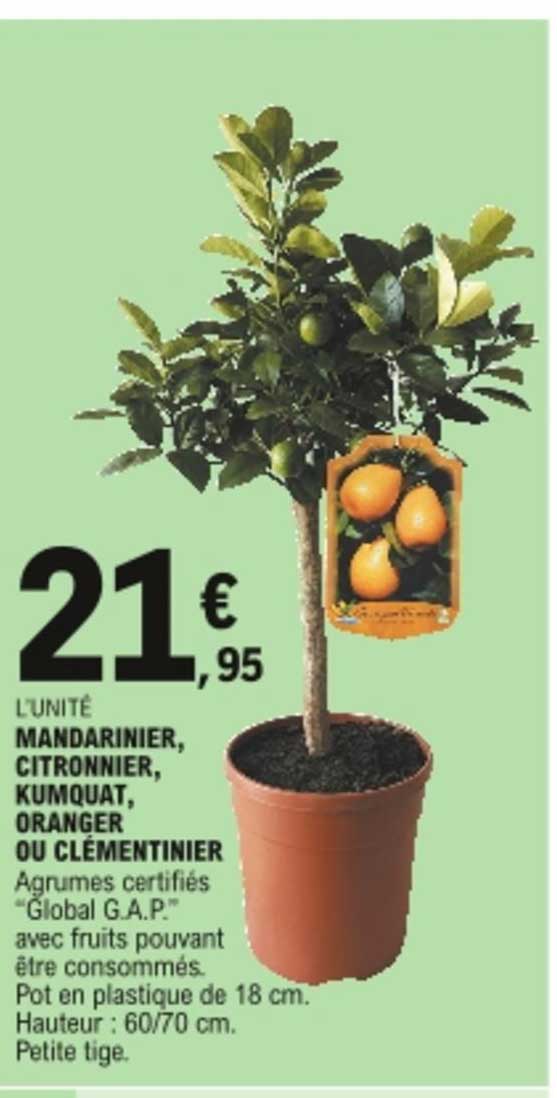 mandarinier, citronnier, kumquat, oranger ou clémentinier