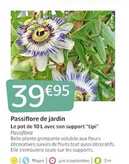 passiflore de jardin