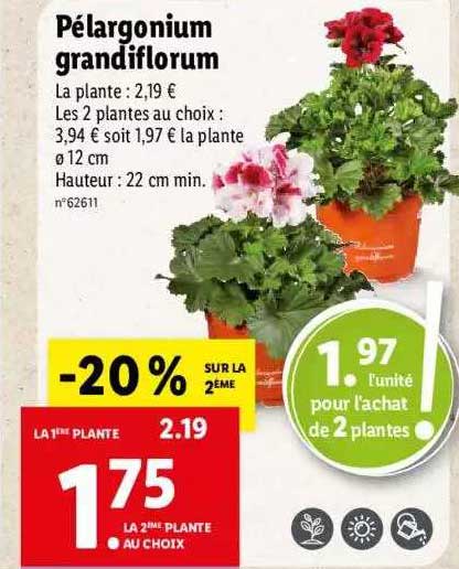 Pélargonium Grandiflorum