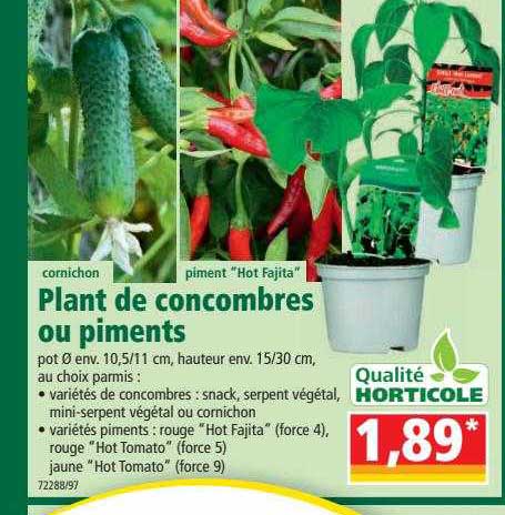 plant de concombres ou piments