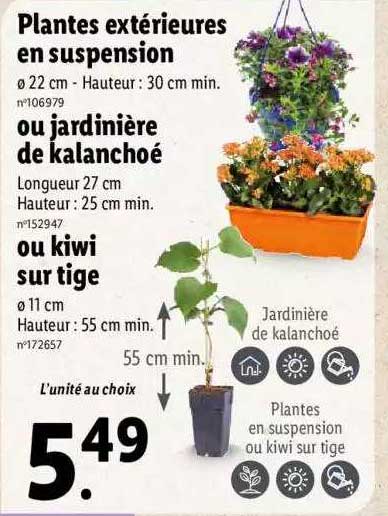 plantes extérieures en suspension ou jardinière de kalanchoé ou kiwi sur tige