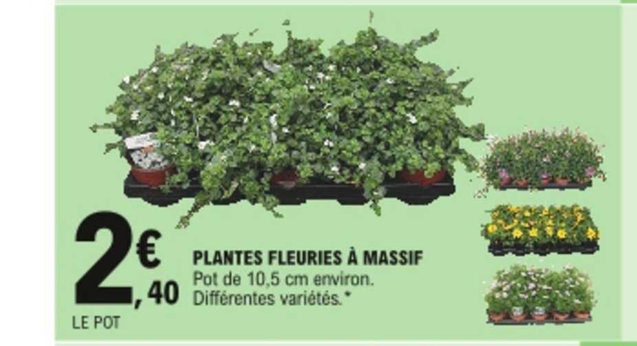 plantes fleuries à massif