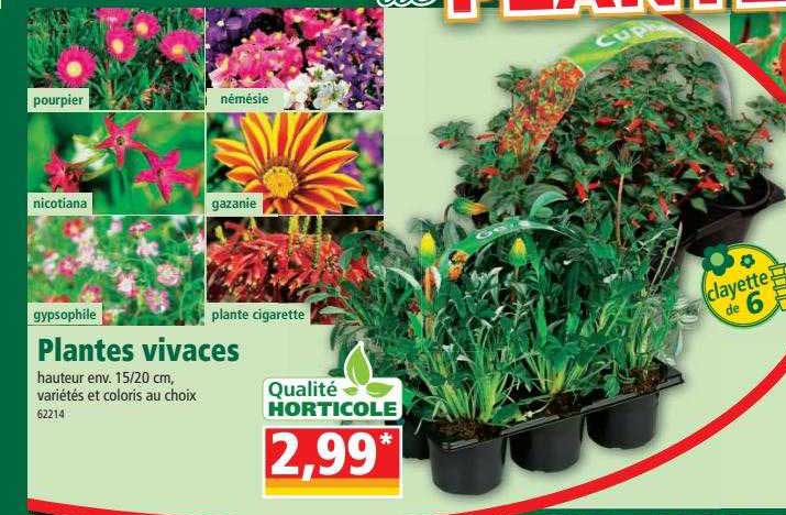 Plantes Vivaces