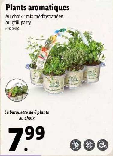 plants aromatiques