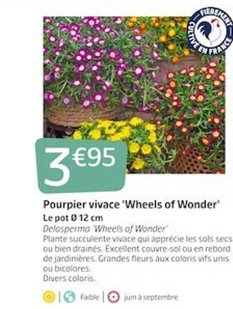pourpier vivace "wheels of wonder"