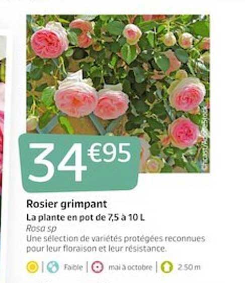 rosier grimpant