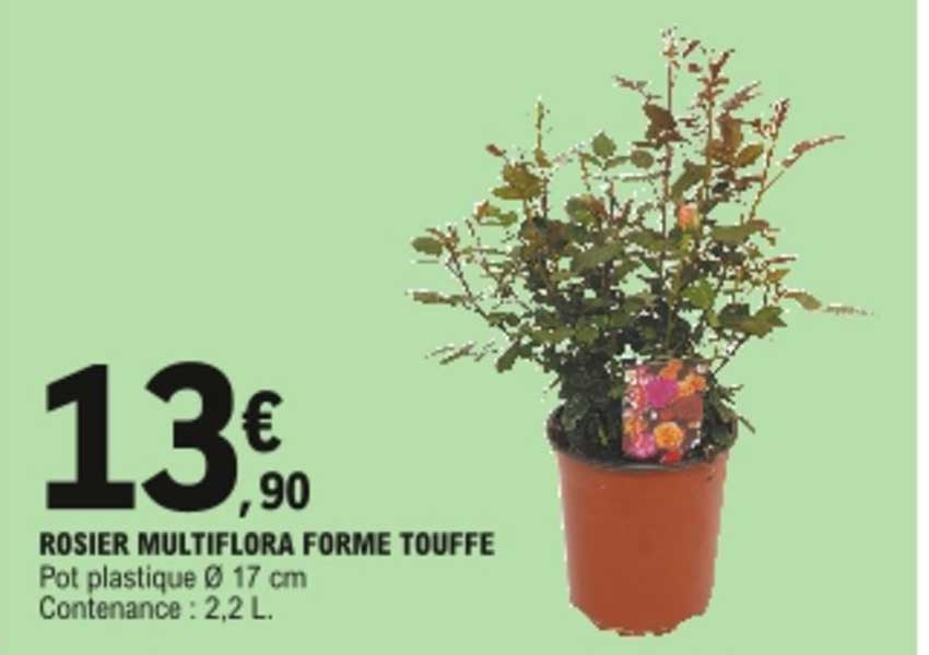 rosier multiflora forme touffe