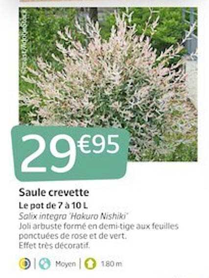 saule crevette