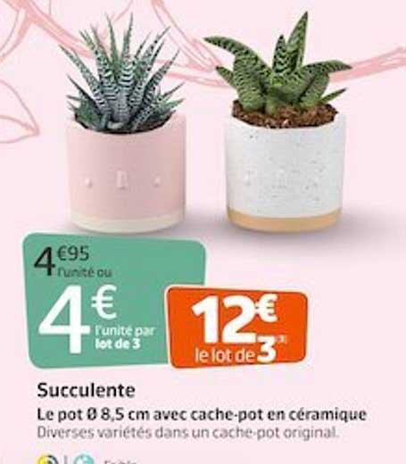 Succulente