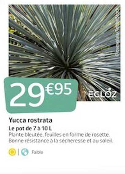 yucca rostrata