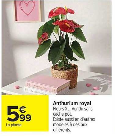 Anthurium royal