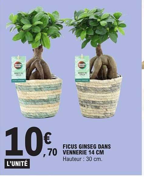 FICUS GINSEG DANS VANNERIE 14 CM