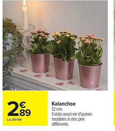 Kalanchoe