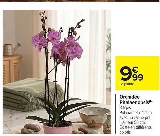 Orchidée Phalaenopsis
