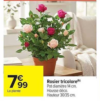 Rosier tricolore